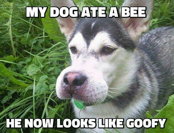 Dog That Got Stung by a Bee Meme Goes Viral – Internet Can’t Stop Laughing