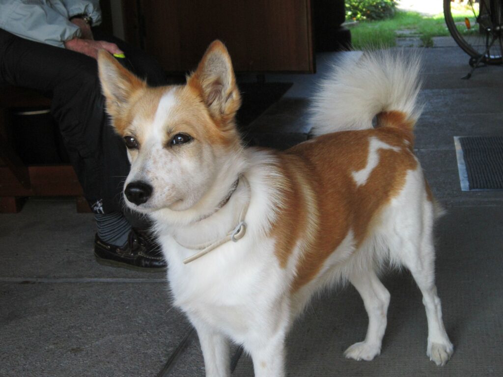 Dog That Got Stung by a Bee Meme Goes Viral – Internet Can’t Stop Laughing