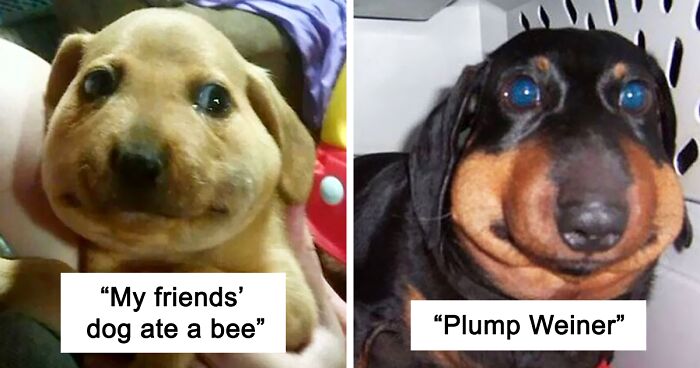 Dog That Got Stung by a Bee Meme Goes Viral – Internet Can’t Stop Laughing