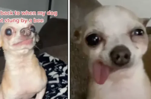 Dog That Got Stung by a Bee Meme Goes Viral – Internet Can’t Stop Laughing