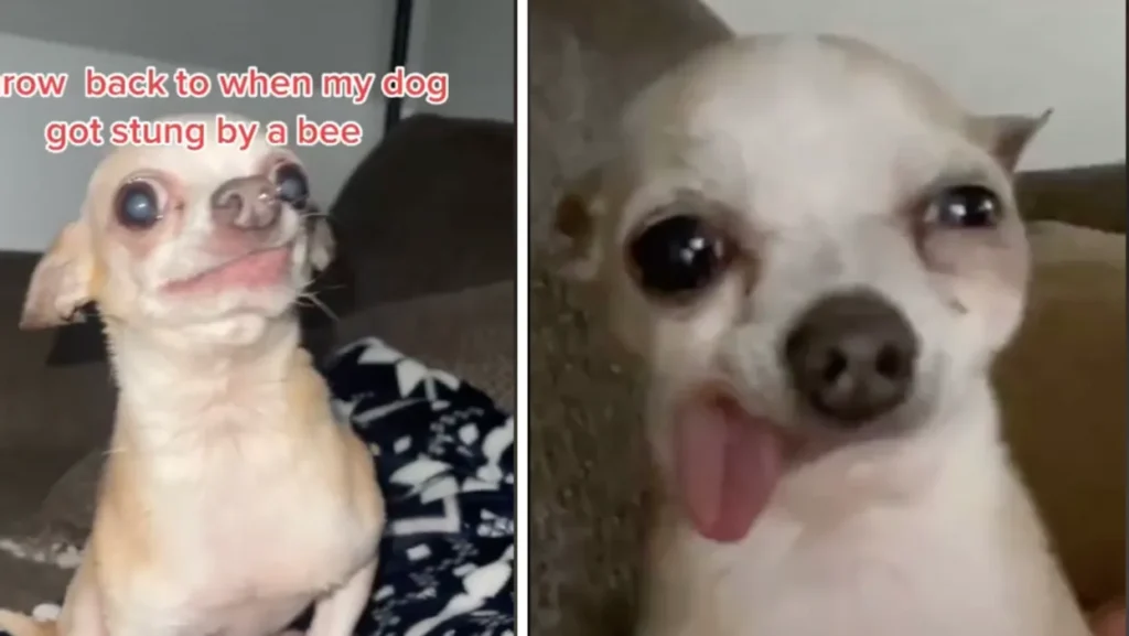 Dog That Got Stung by a Bee Meme Goes Viral – Internet Can’t Stop Laughing