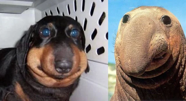 Dog That Got Stung by a Bee Meme Goes Viral – Internet Can’t Stop Laughing